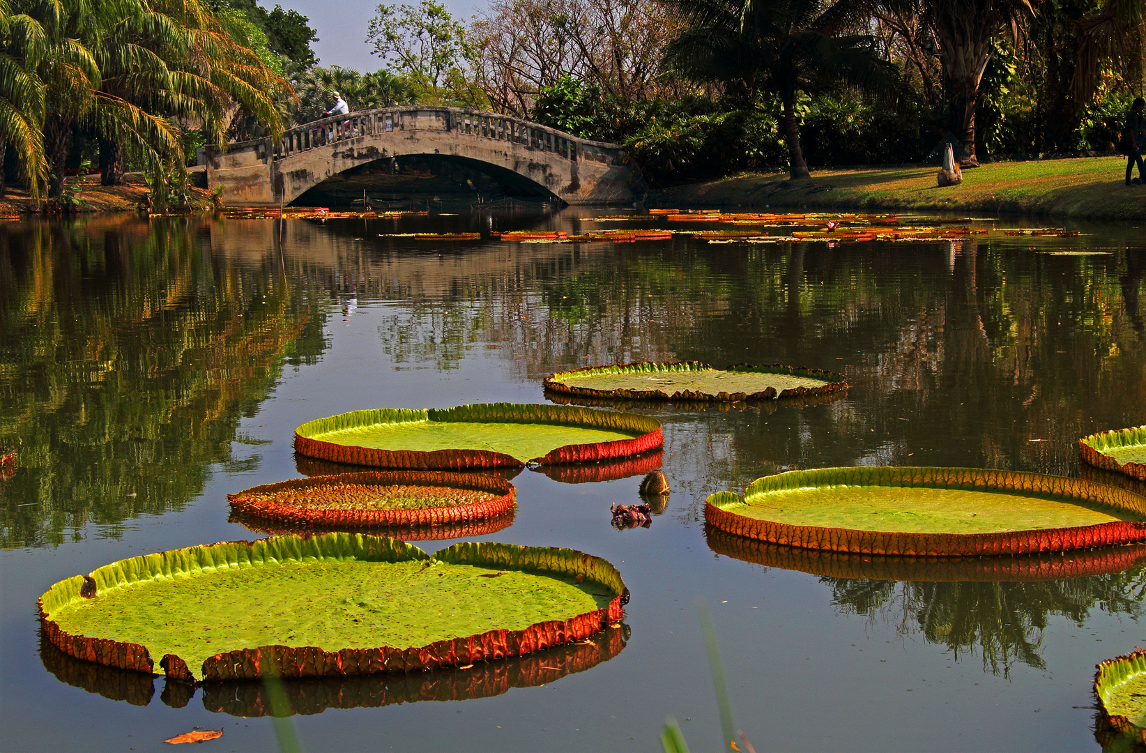 Rama IX Garden SUAN LUANG