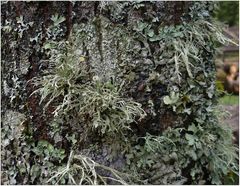 Ramalina fastigiata (Buschige Astflechte)