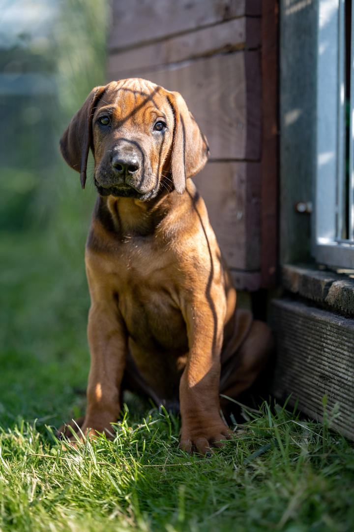 Ramangwana Ridgeback