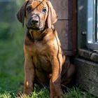 Ramangwana Ridgeback