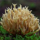 Ramaria ......