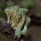 Ramaria-apiculata_Grünspitzige Koralle