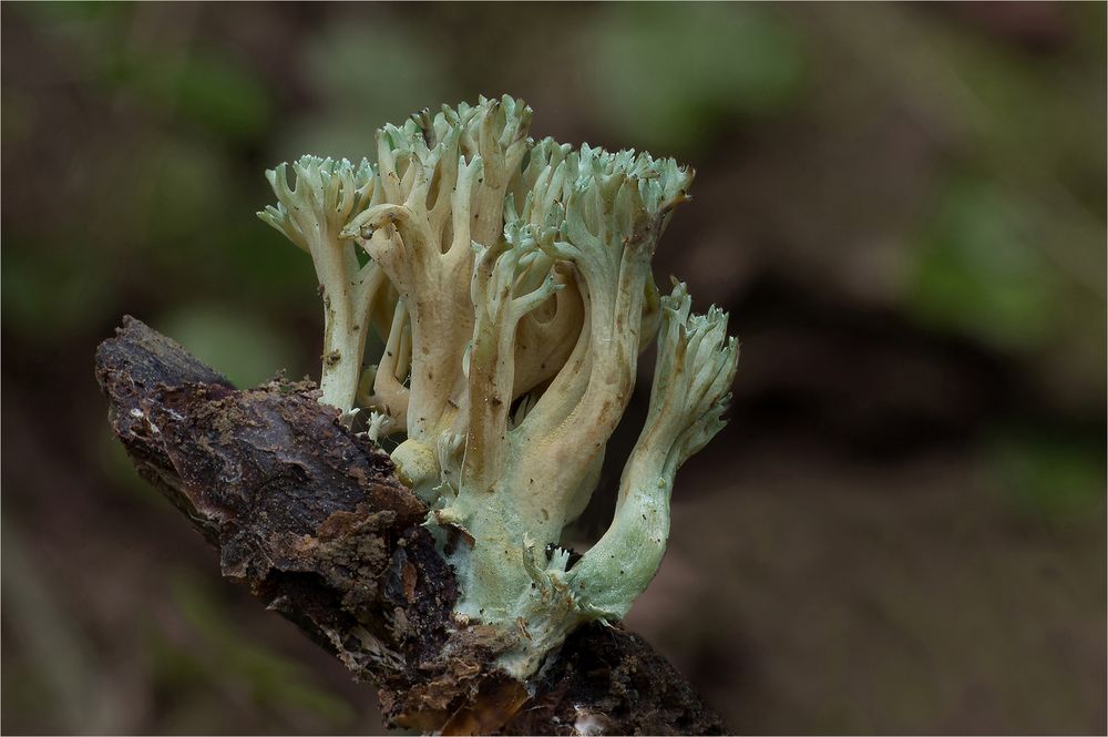 Ramaria-apiculata_Grünspitzige Koralle