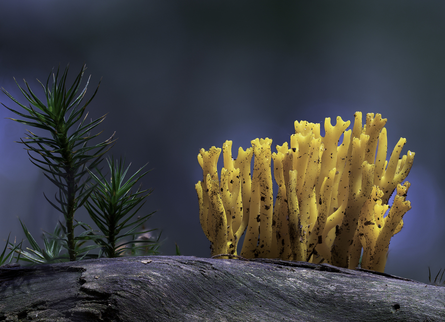 Ramaria aurea