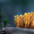 Ramaria aurea