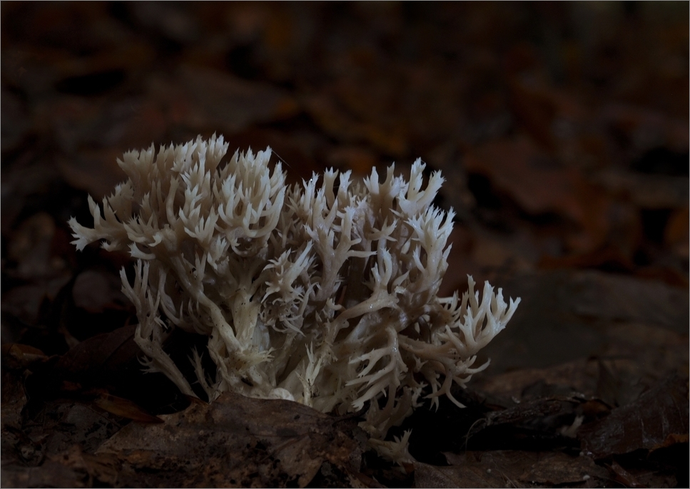 Ramaria dingsbums