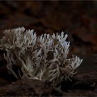 Ramaria dingsbums