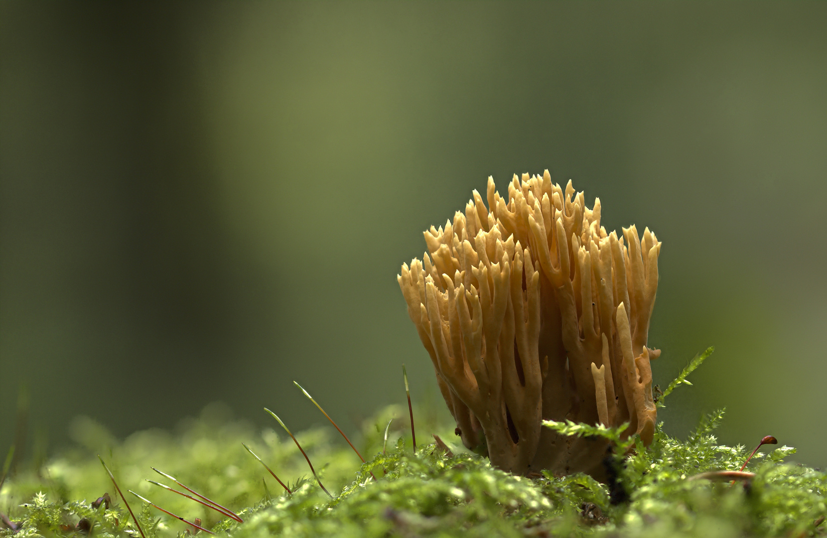 Ramaria flavescens