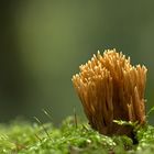 Ramaria flavescens