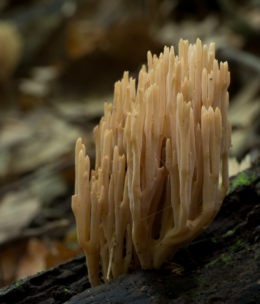 Ramaria stricta