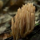 Ramaria stricta