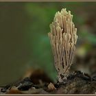 Ramaria stricta (Steife Koralle)