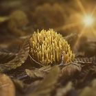 Ramaria Stricta, steife Koralle