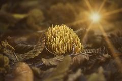 Ramaria Stricta, steife Koralle