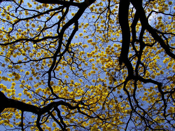 Ramas, Flores, Cielo