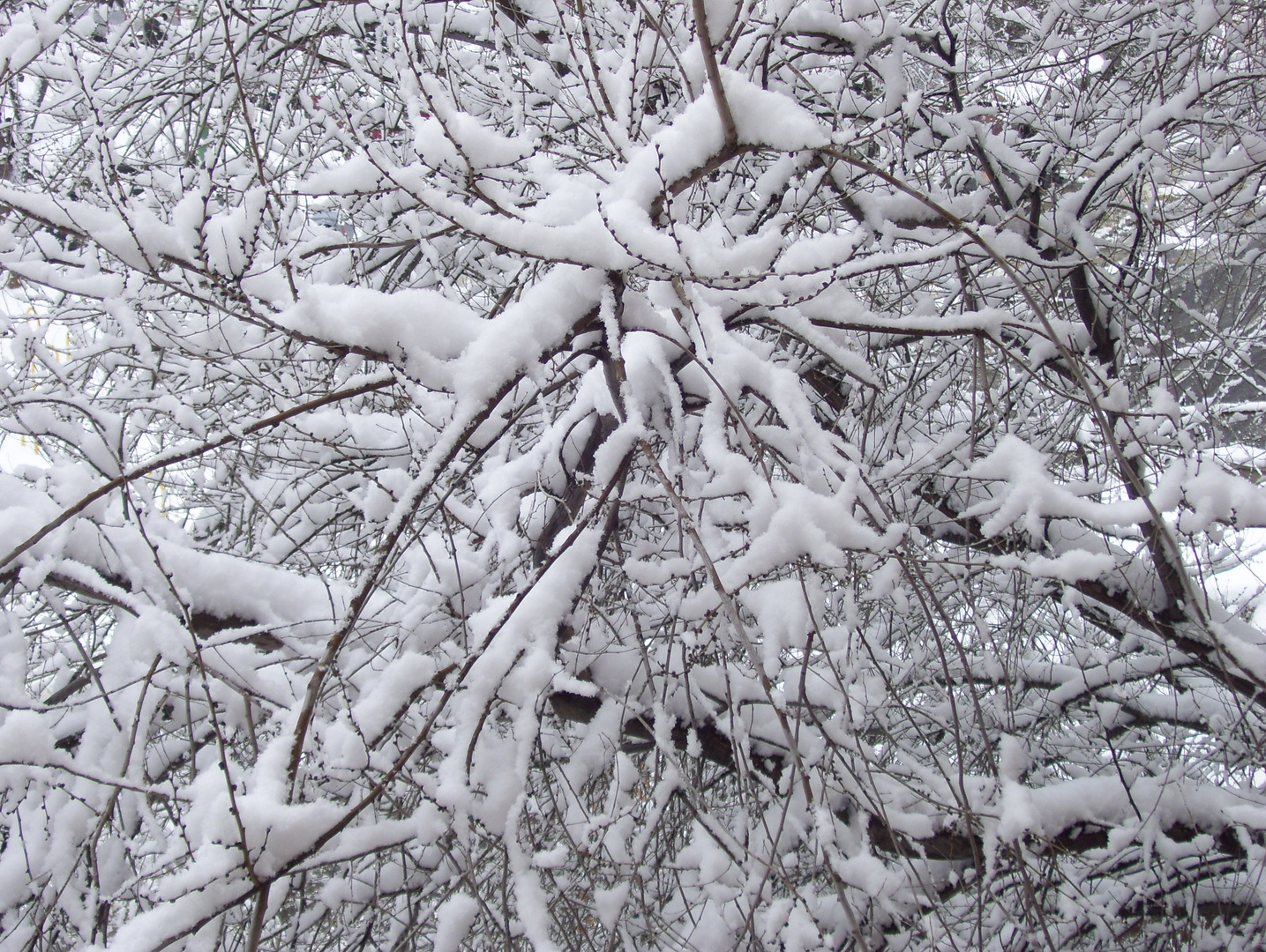 Ramas nevadas