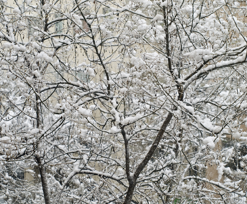 Ramas nevadas de Mallorca