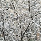 Ramas nevadas de Mallorca