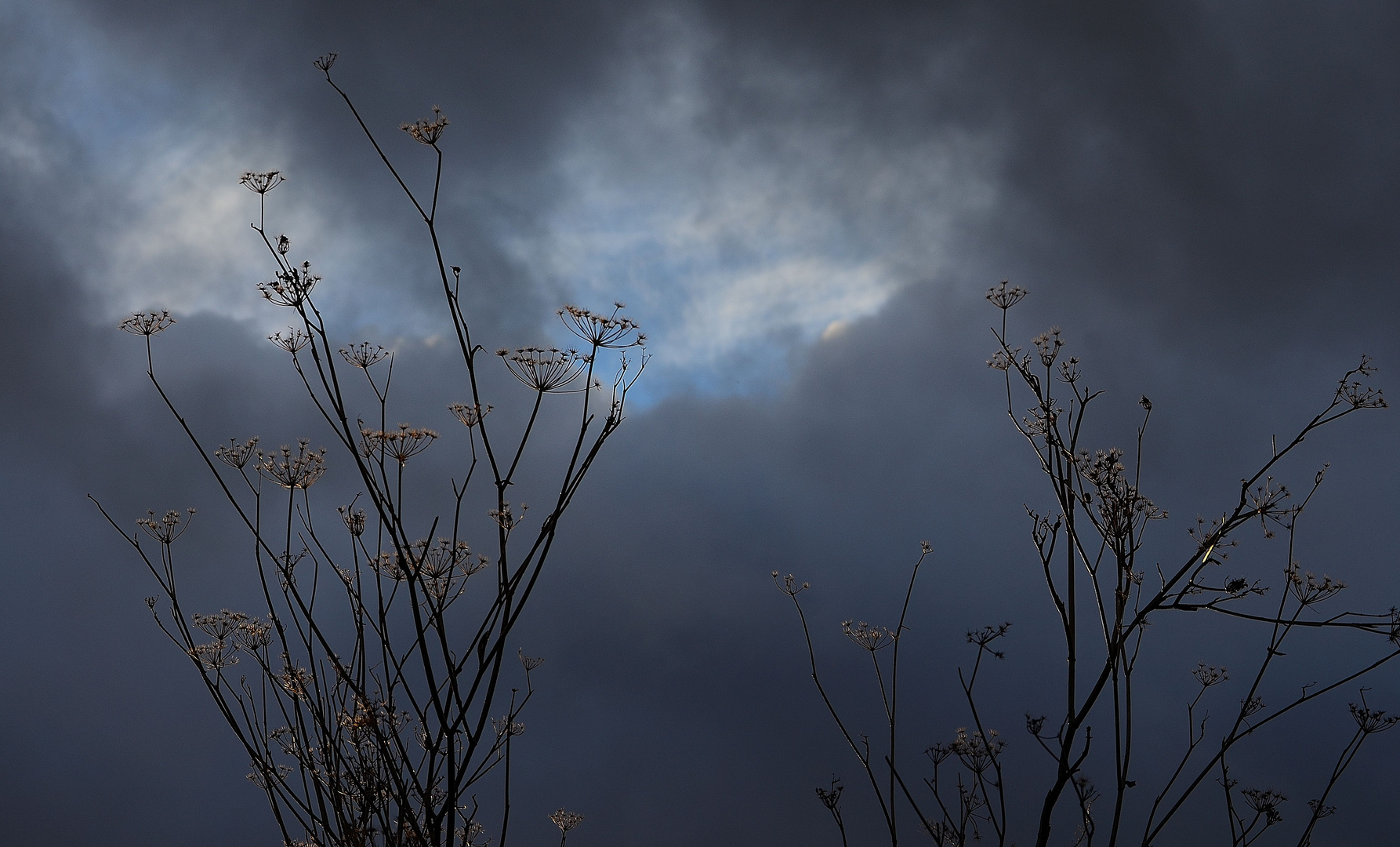 ramas y cielo