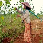 Ramassage des feuilles de mûriers