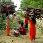 Ramasseuses de bois en Inde