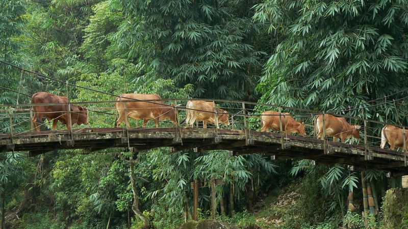 ramat creuant un pont a sapa (vietnam)