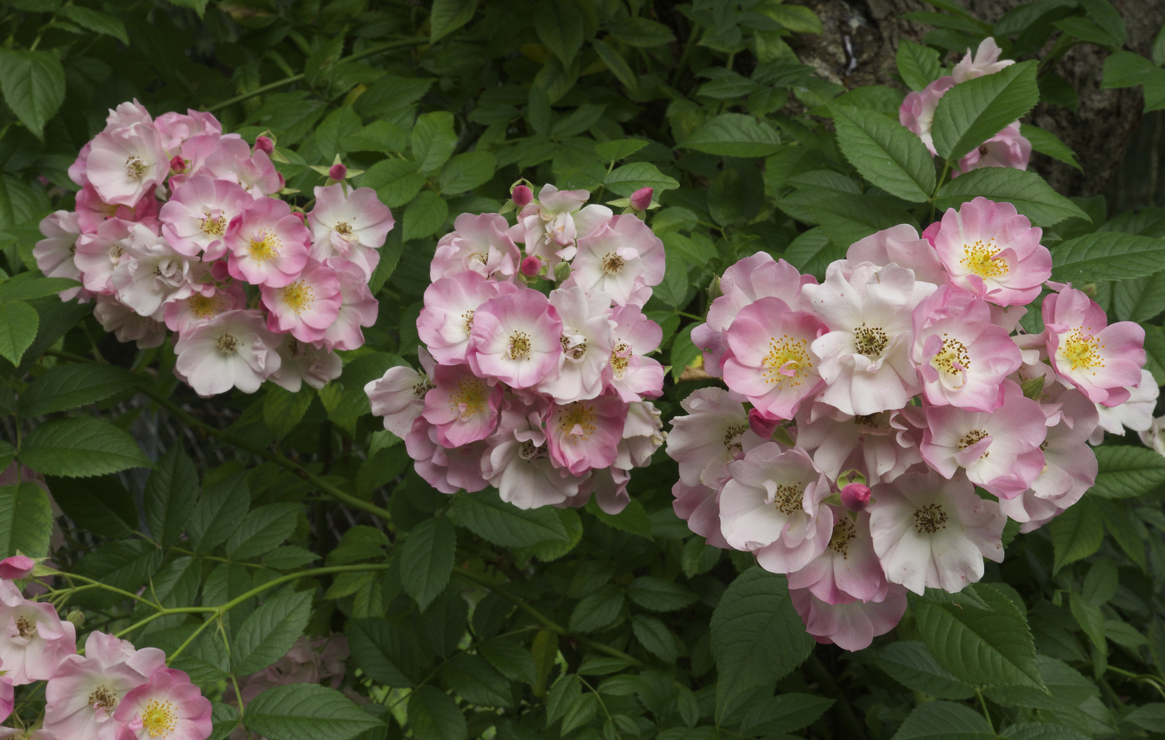 Rambler Paul's himalayan musk