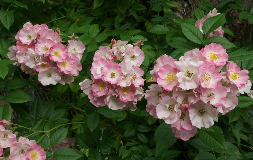 Rambler Paul's himalayan musk