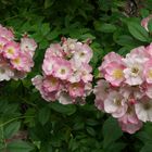 Rambler Paul's himalayan musk