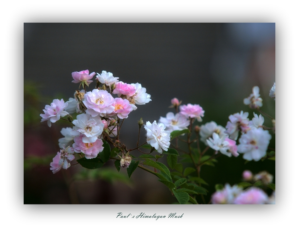 Rambler Rose