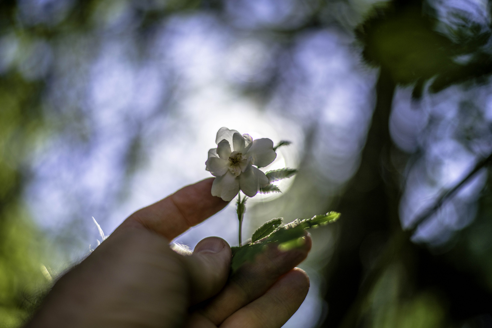 Ramblerosenblüte im Gegenlicht