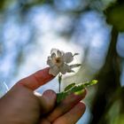 Ramblerosenblüte im Gegenlicht