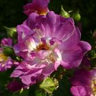 Ramblerrose
