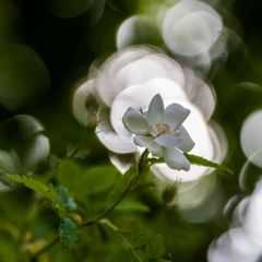 Ramblerrose im Gegenlicht