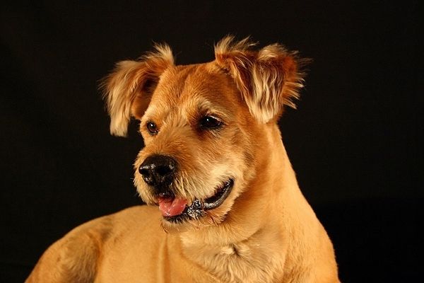 Hunde Hundebilder Hundefotos