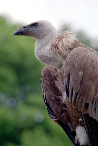 rambouillet 02