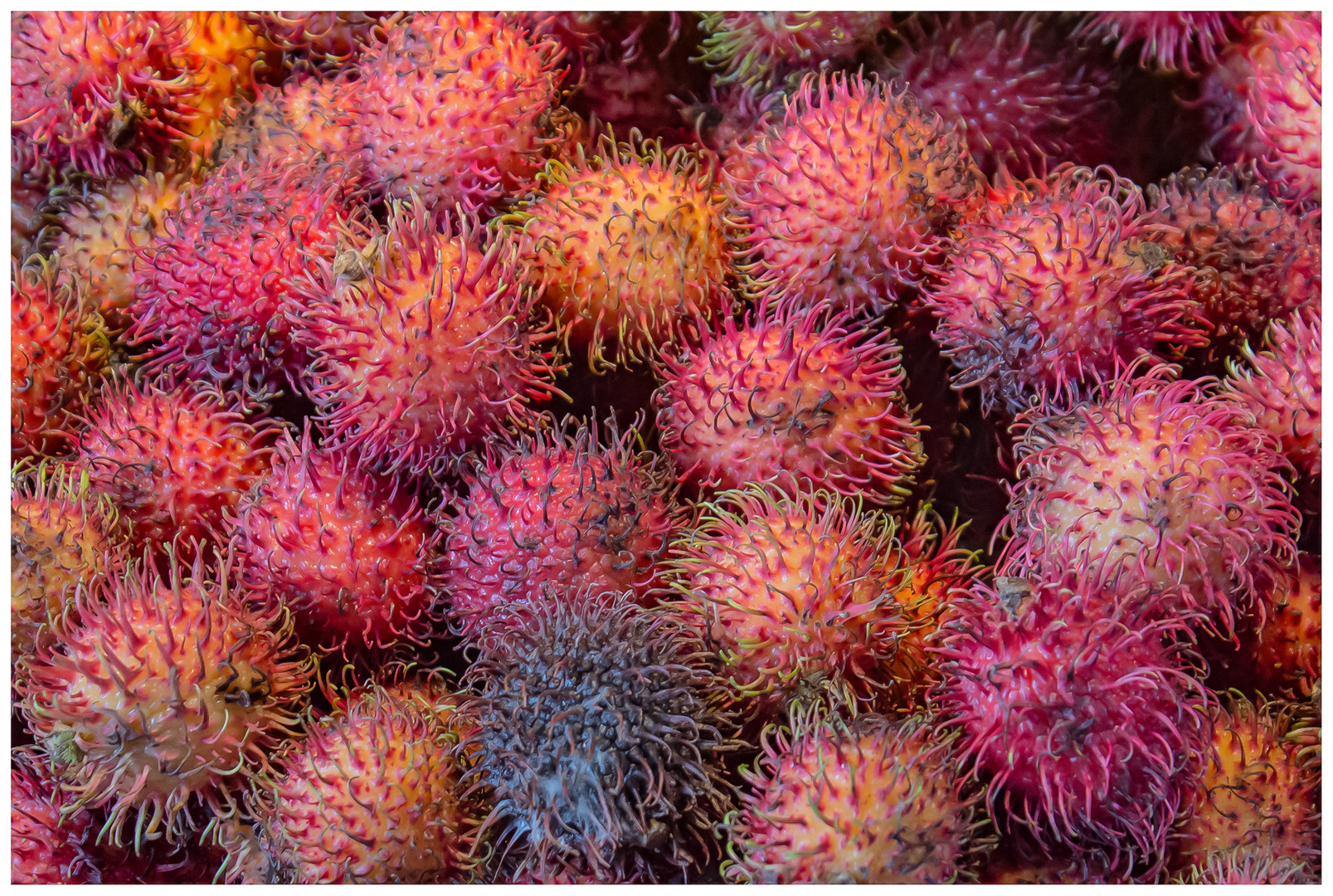 Rambutan