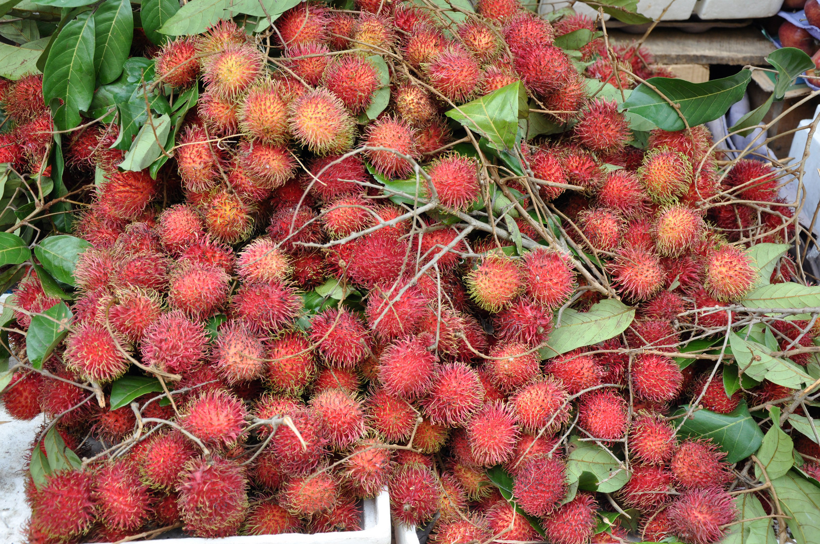 Rambutan