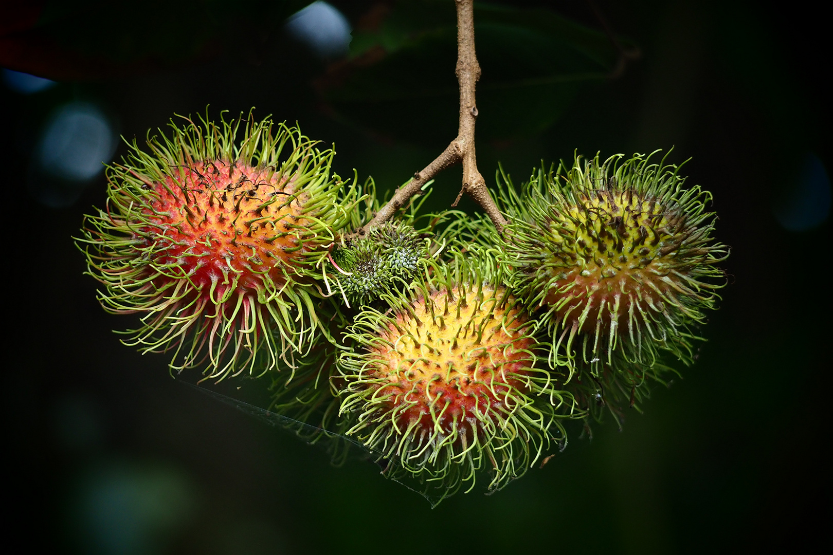 Rambutan