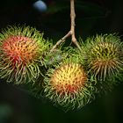 Rambutan