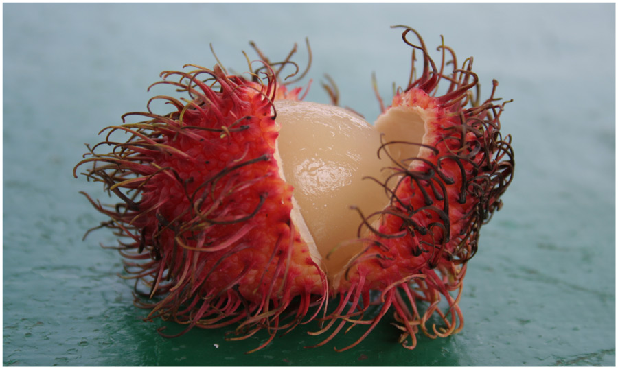 Rambutan