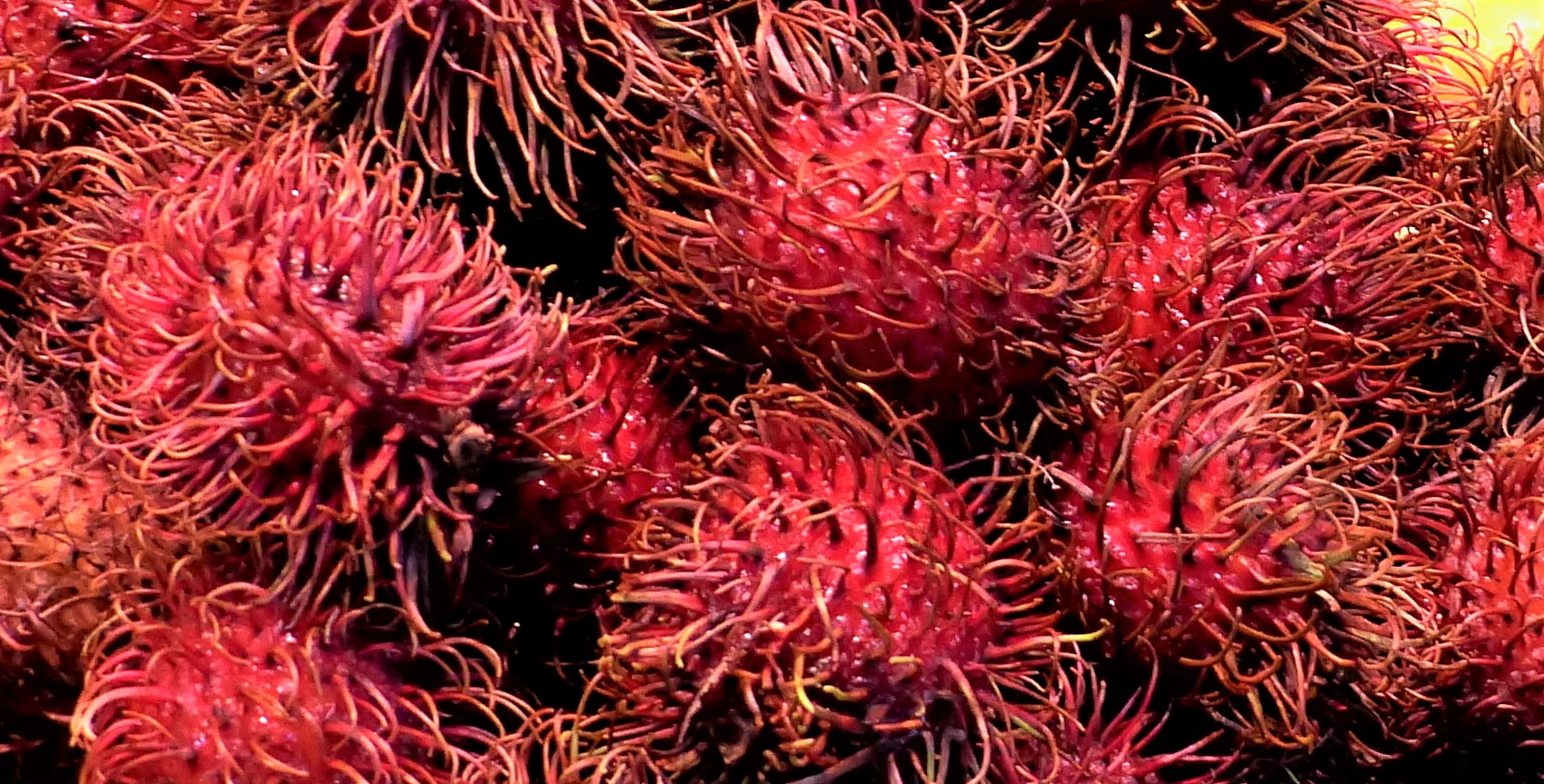 Rambutan