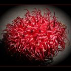 Rambutan