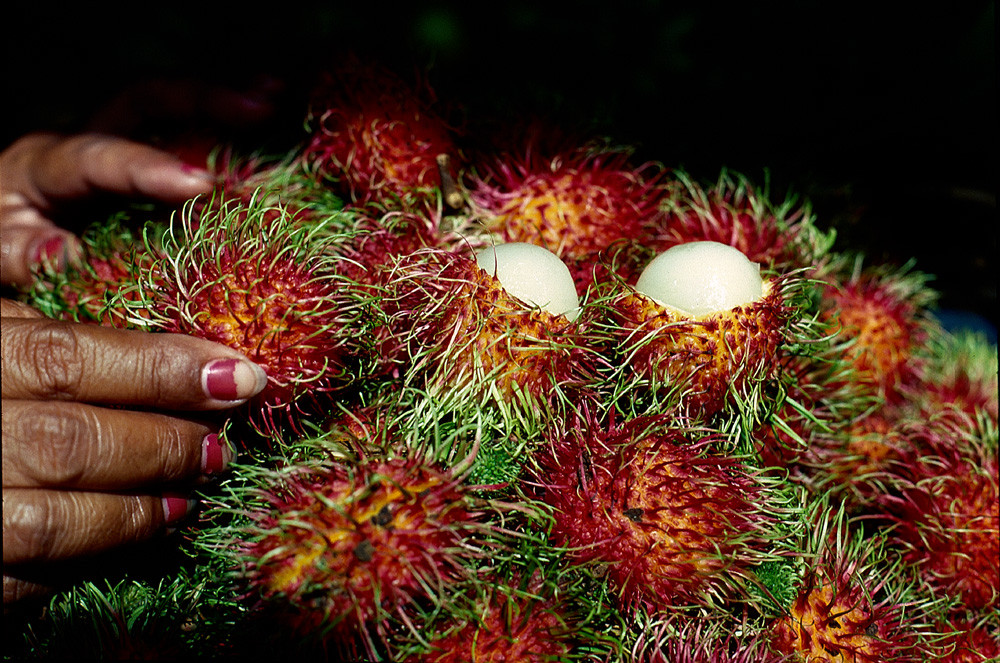 Rambutan Rocks