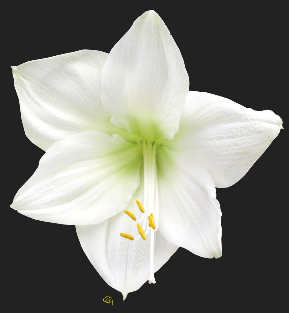 Ramenlose Amaryllis