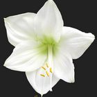 Ramenlose Amaryllis