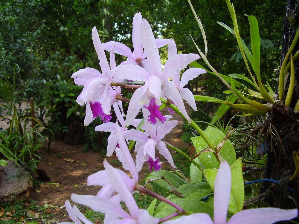 ramillete de orquideas