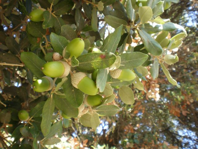 Ramilletes de bellotas.