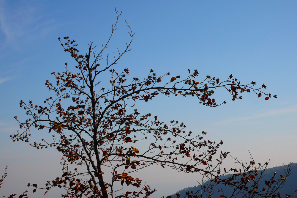 ramo d'autunno