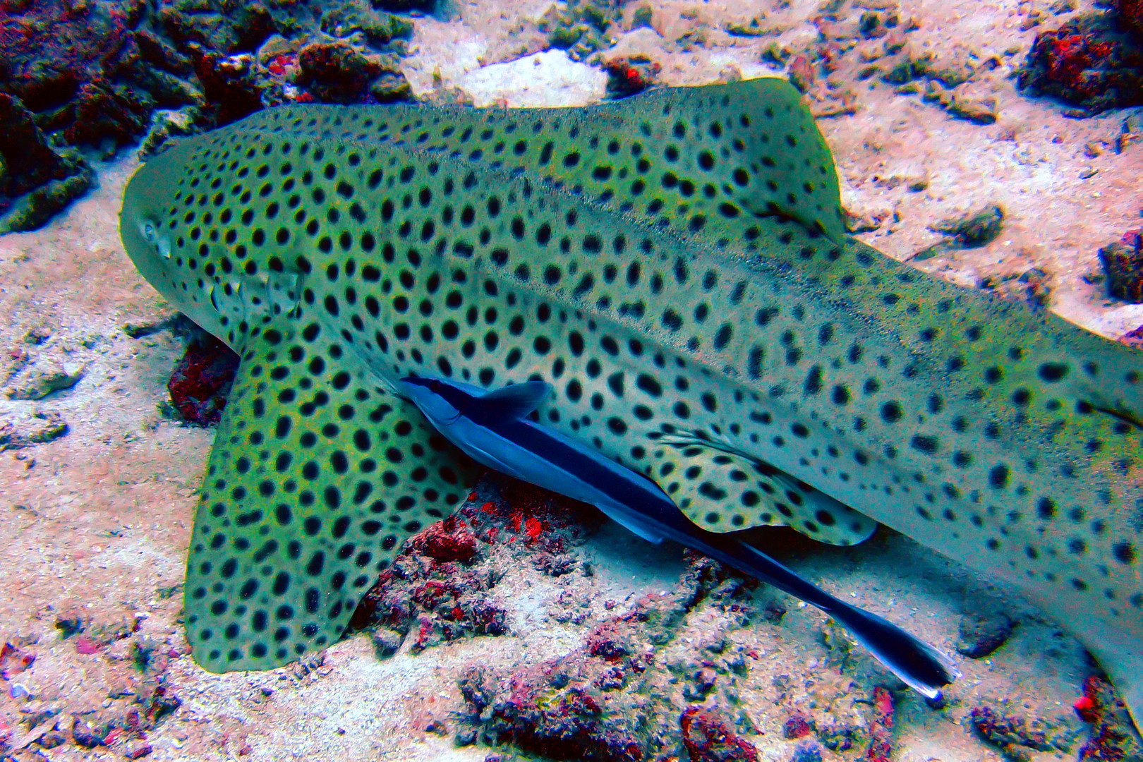 Ramora fish on sleeping leopard shark